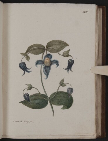 Anteprima dell'oggetto