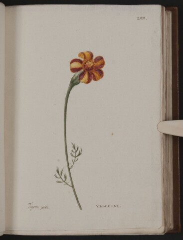 Anteprima dell'oggetto