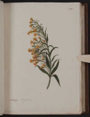 Anteprima dell'oggetto