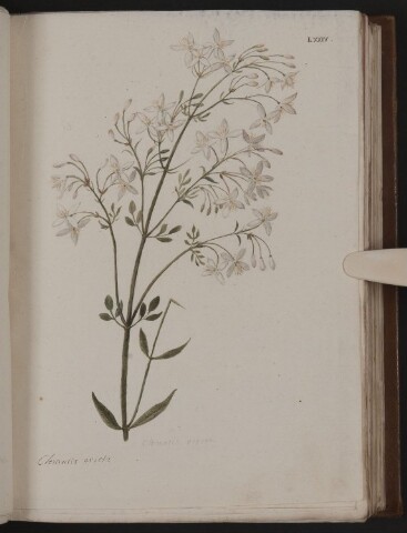 Anteprima dell'oggetto