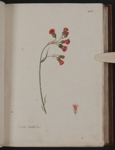 Anteprima dell'oggetto