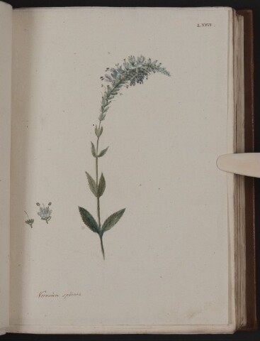 Anteprima dell'oggetto