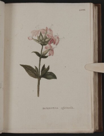 Anteprima dell'oggetto