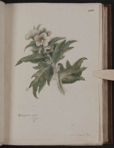 Anteprima dell'oggetto