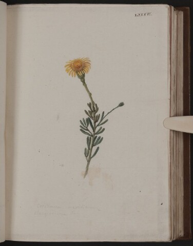 Anteprima dell'oggetto