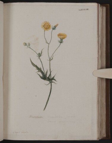 Anteprima dell'oggetto