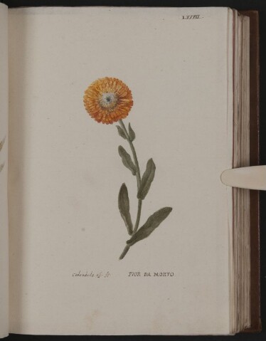 Anteprima dell'oggetto