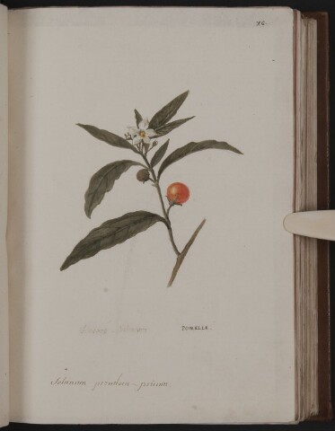 Anteprima dell'oggetto