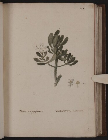 Anteprima dell'oggetto