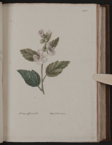 Anteprima dell'oggetto