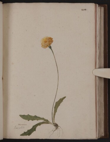 Anteprima dell'oggetto