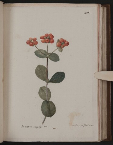 Anteprima dell'oggetto