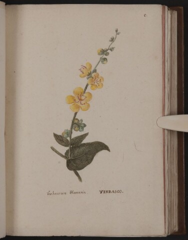 Anteprima dell'oggetto