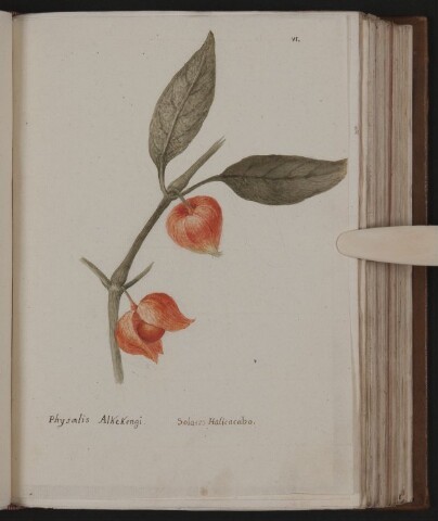 Anteprima dell'oggetto