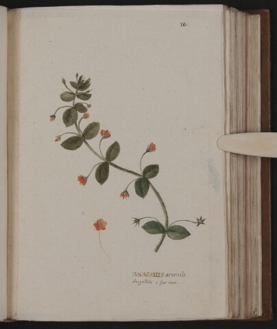 Anteprima dell'oggetto