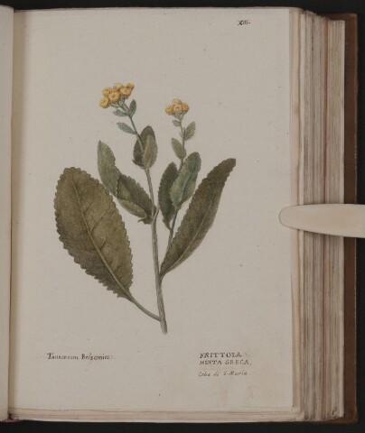 Anteprima dell'oggetto