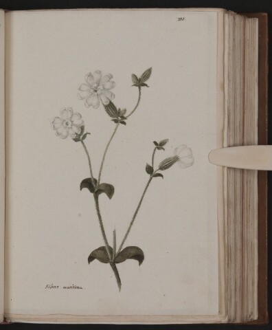 Anteprima dell'oggetto