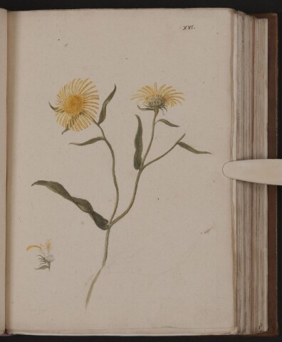 Anteprima dell'oggetto