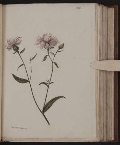 Anteprima dell'oggetto