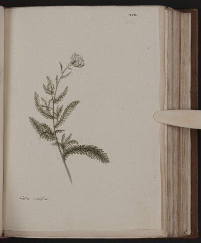 Anteprima dell'oggetto