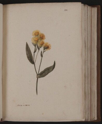 Anteprima dell'oggetto