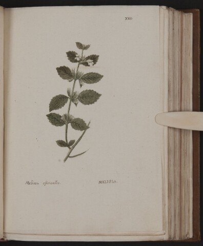 Anteprima dell'oggetto