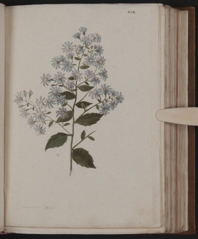 Anteprima dell'oggetto