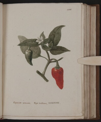 Anteprima dell'oggetto