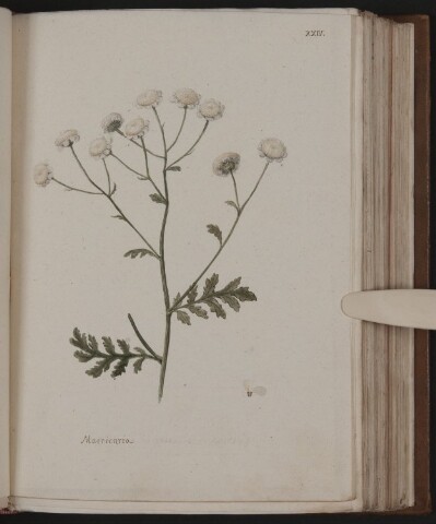 Anteprima dell'oggetto