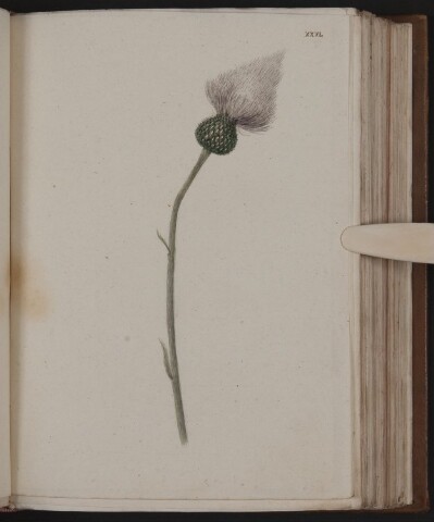 Anteprima dell'oggetto