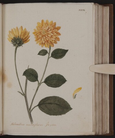 Anteprima dell'oggetto