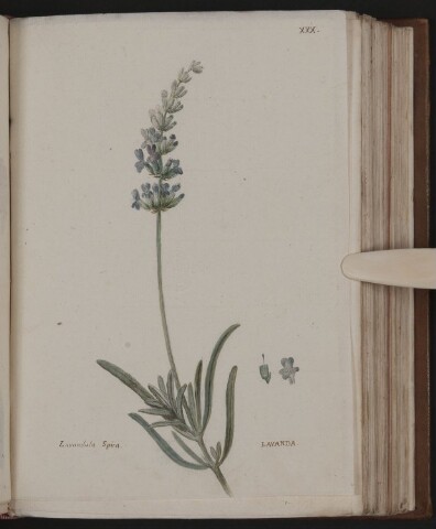 Anteprima dell'oggetto