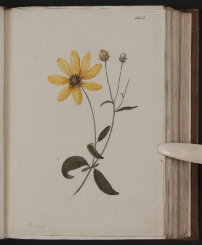 Anteprima dell'oggetto