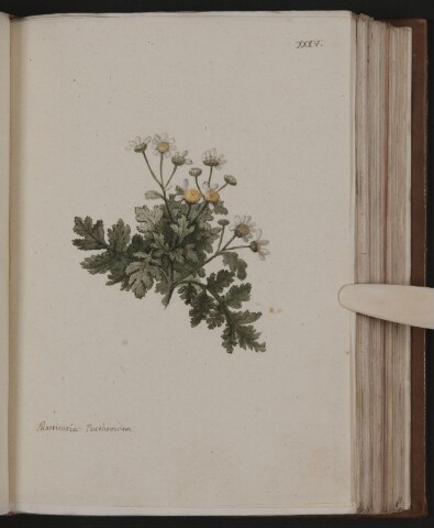 Anteprima dell'oggetto