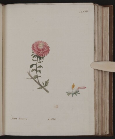 Anteprima dell'oggetto