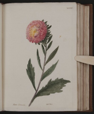 Anteprima dell'oggetto