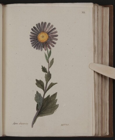 Anteprima dell'oggetto