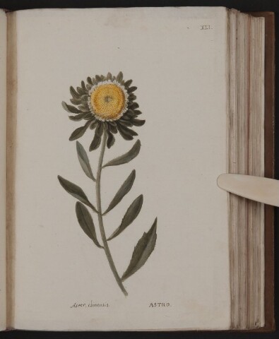 Anteprima dell'oggetto