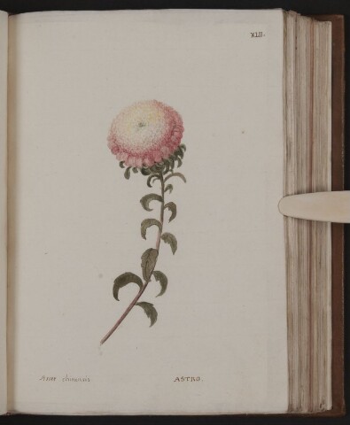 Anteprima dell'oggetto