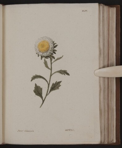 Anteprima dell'oggetto