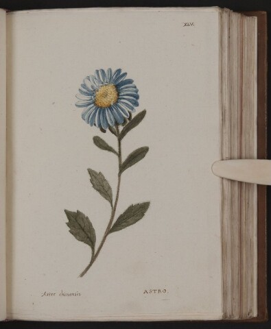 Anteprima dell'oggetto