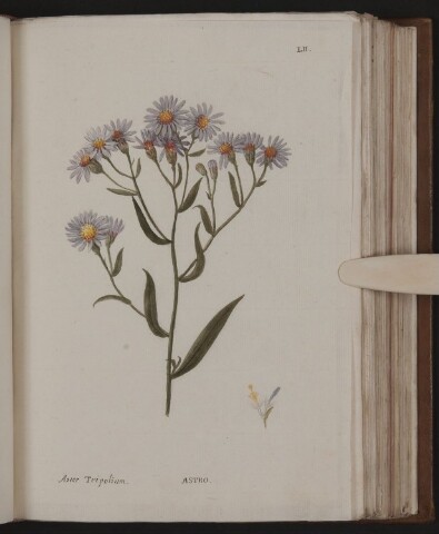 Anteprima dell'oggetto