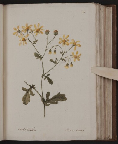 Anteprima dell'oggetto