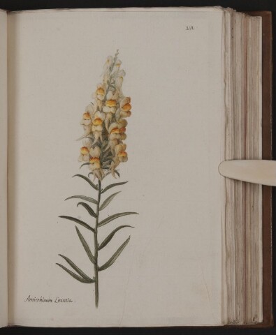 Anteprima dell'oggetto