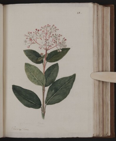 Anteprima dell'oggetto