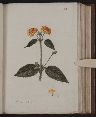 Anteprima dell'oggetto