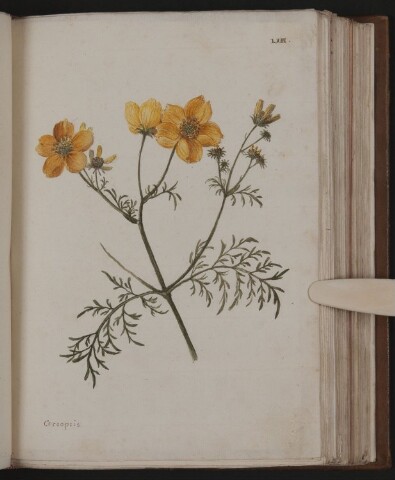 Anteprima dell'oggetto