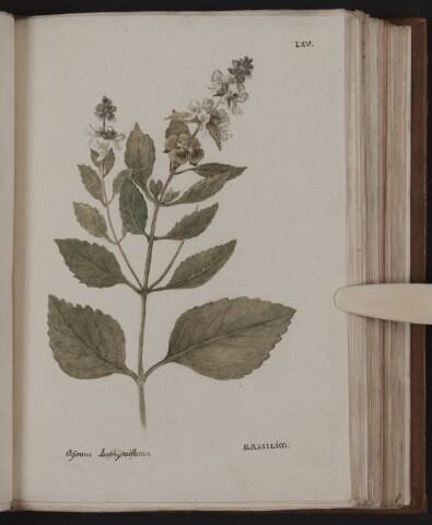 Anteprima dell'oggetto