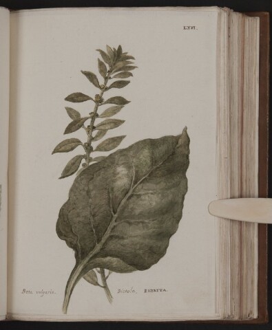 Anteprima dell'oggetto