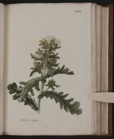 Anteprima dell'oggetto